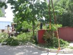 20130627-005 - упавшее дерево согнуло опору газовой трубы